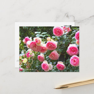 Postal Rosa Pierre de Ronsard [Postal] ポ ス カ ド