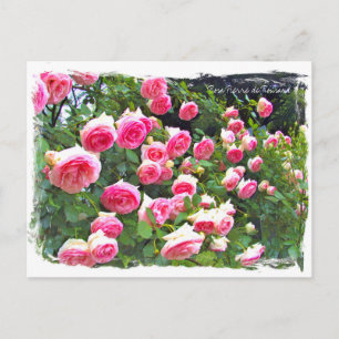 Postal Rosa Pierre de Ronsard [Postal] ポ ス カ ド