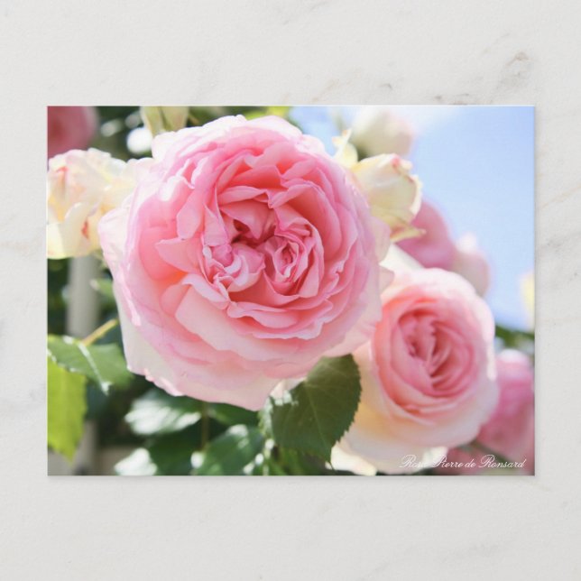 Postal Rosa Pierre de Ronsard:Postcard (Anverso)