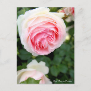 Postal Rosa Pierre de Ronsard (ver. 2.0):postal