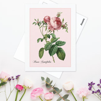Postal Rosa Pink Botánica Redoute