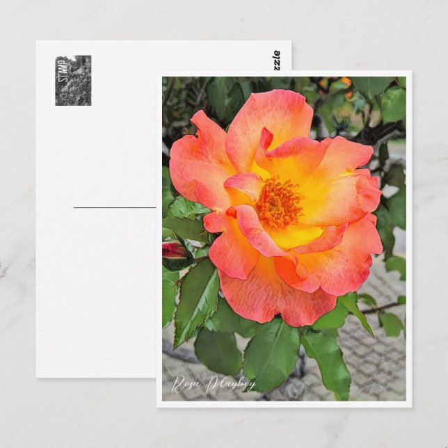 Postal Rosa Playboy (Anverso / Reverso)