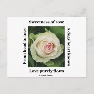 Postal Rosa Poético Postcard Por Ladee Basset