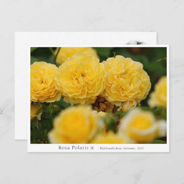 Postal Rosa Polaris α (Anverso / Reverso)