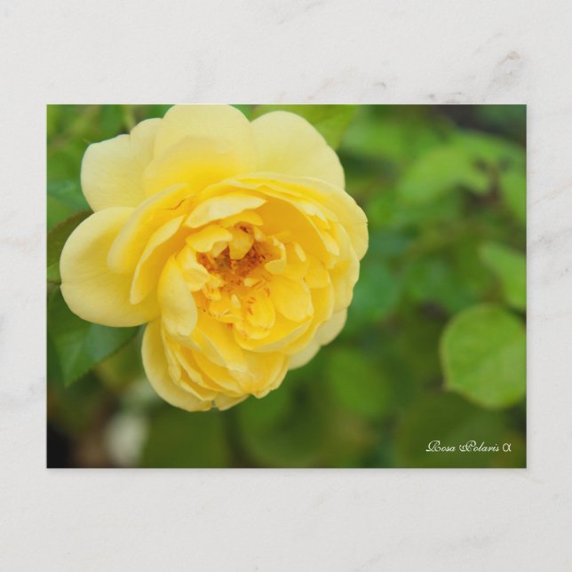 Postal Rosa Polaris α [Postcard] (Anverso)