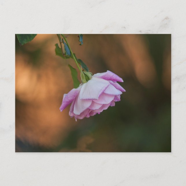 Postal Rosa por la mañana (Anverso)