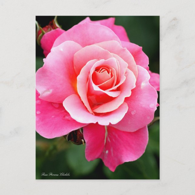 Postal Rosa Princess Chichibu：Postcard (Anverso)