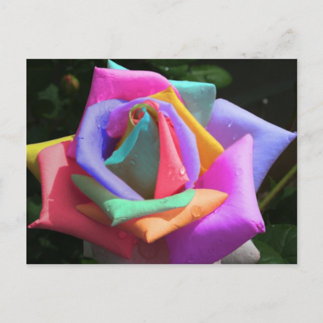 Postal Rosa psicodélico arcoiris (Anverso)