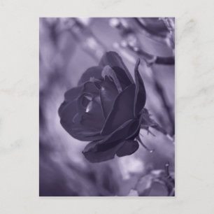 Postal Rosa Púrpura