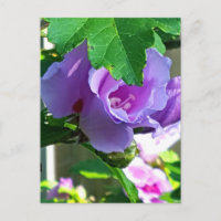 Rosa púrpura de Sharon o Hibiscus Syriacus