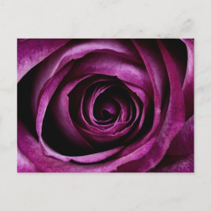 Postal Rosa Púrpura Profunda