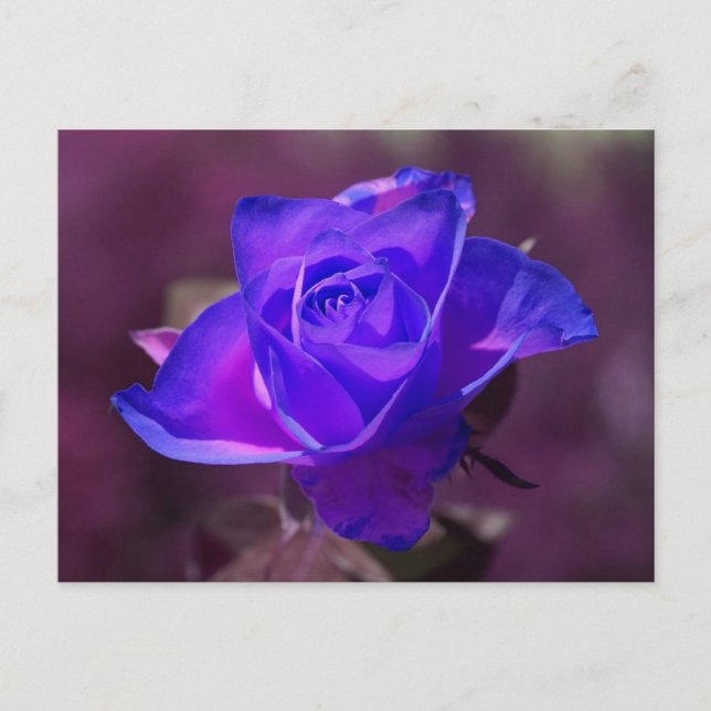 Postal Rosa Púrpura Profunda (Anverso)