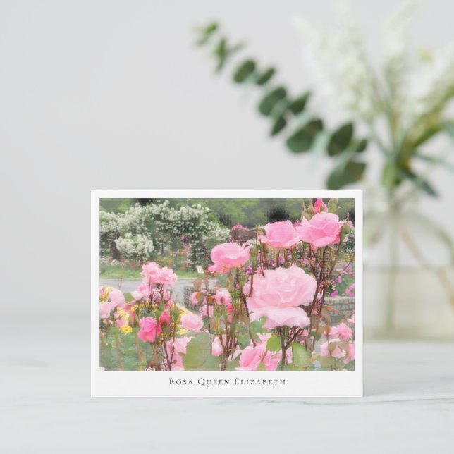 Postal Rosa Queen Elizabeth (Anverso de pie)