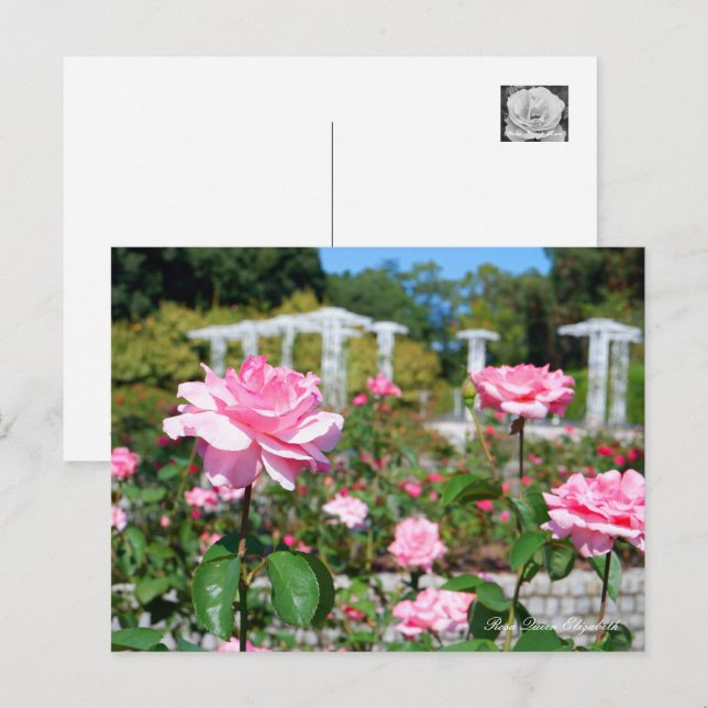Postal Rosa Queen Elizabeth (Anverso / Reverso)