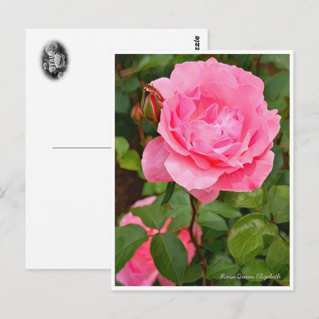 Postal Rosa Queen Elizabeth (Anverso / Reverso)