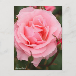 Postal Rosa Queen Elizabeth: Postcard