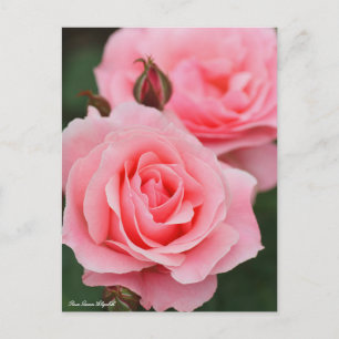 Postal Rosa Queen Elizabeth: Postcard