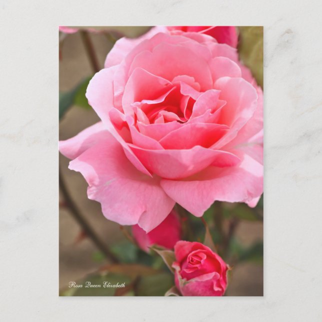 Postal Rosa Queen Elizabeth [Postcard] ポ ス カ ド (Anverso)