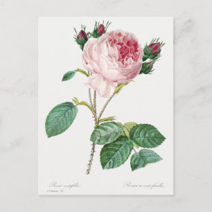 Postal Rosa repollo de Pierre-Joseph Redouté (1759–1840).