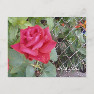 Postal Rosa Roja