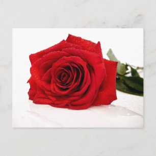 Postal rosa roja