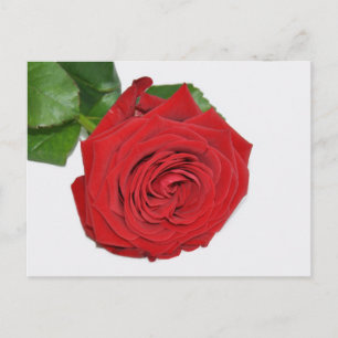 Postal Rosa Roja