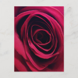 Postal Rosa Roja
