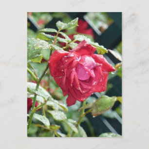 Postal Rosa Roja