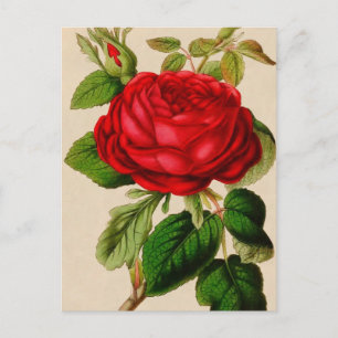 Postal Rosa Roja