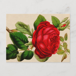 Postal Rosa Roja