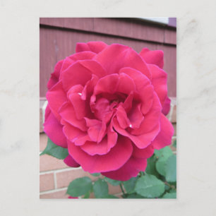 Postal Rosa Roja