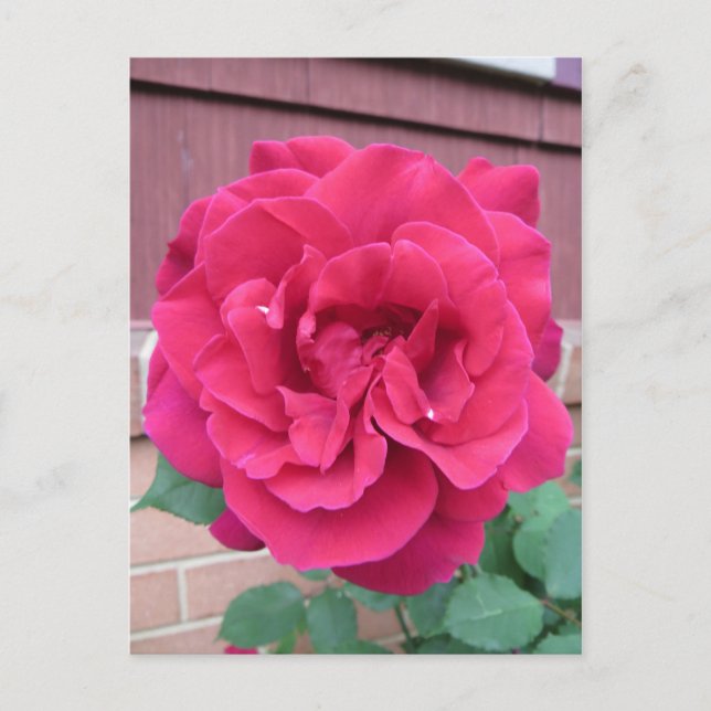 Postal Rosa Roja (Anverso)