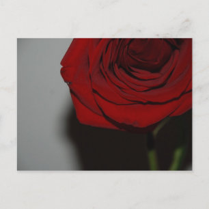 Postal rosa roja