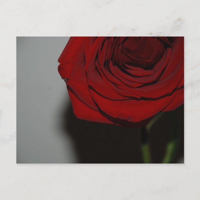 Postal rosa roja (Anverso)