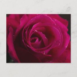 Postal Rosa Roja