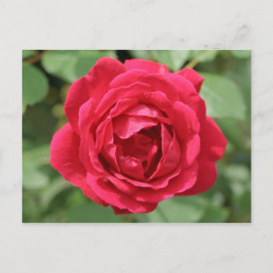 Postal Rosa Roja