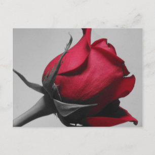Postal rosa roja