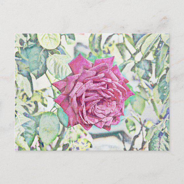 Postal Rosa Roja (Anverso)