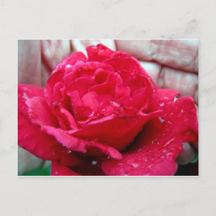 Postal Rosa Roja