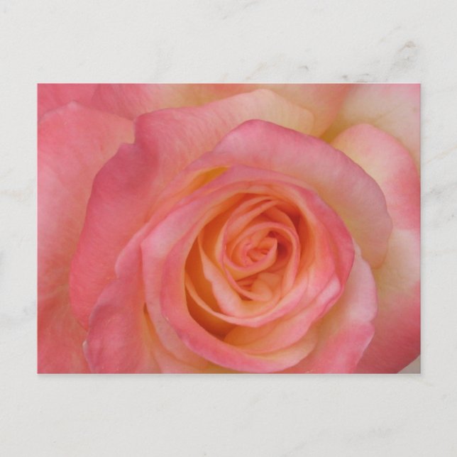 Postal rosa roja (Anverso)