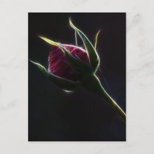 Postal rosa roja
