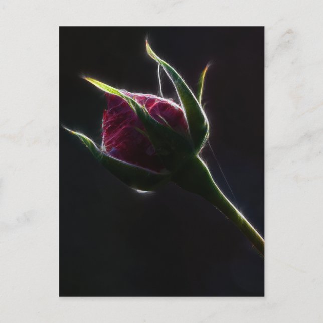 Postal rosa roja (Anverso)