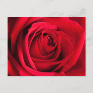 Postal Rosa Roja