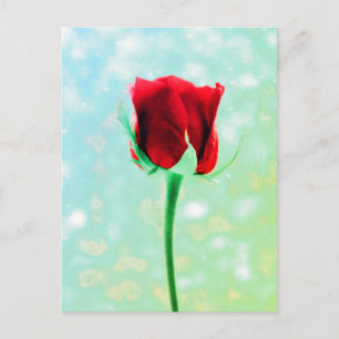 Postal Rosa Roja