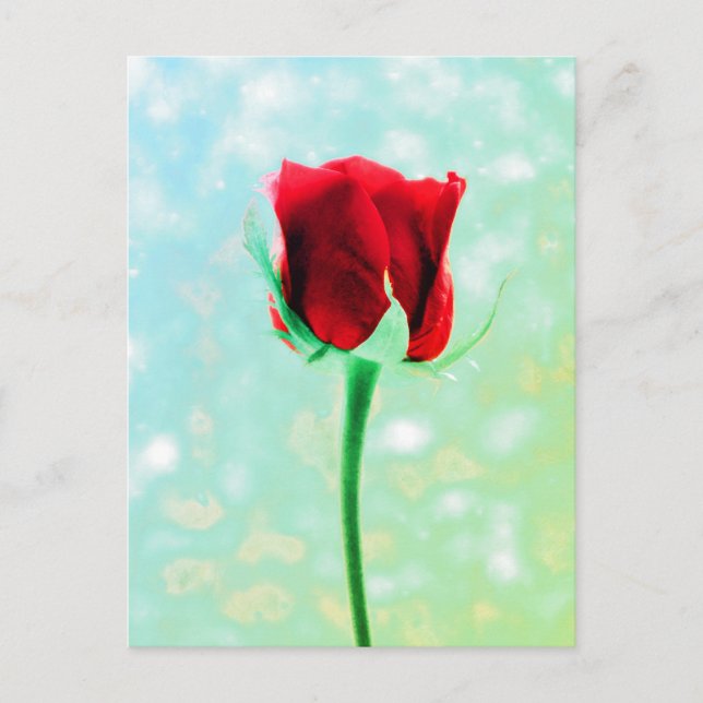 Postal Rosa Roja (Anverso)