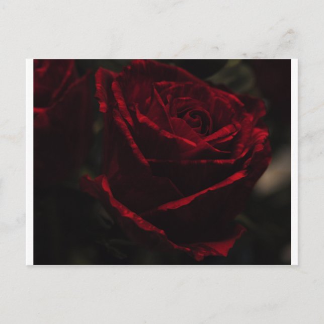 Postal rosa roja (Anverso)