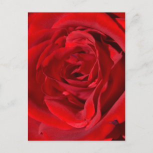 Postal rosa roja brillante