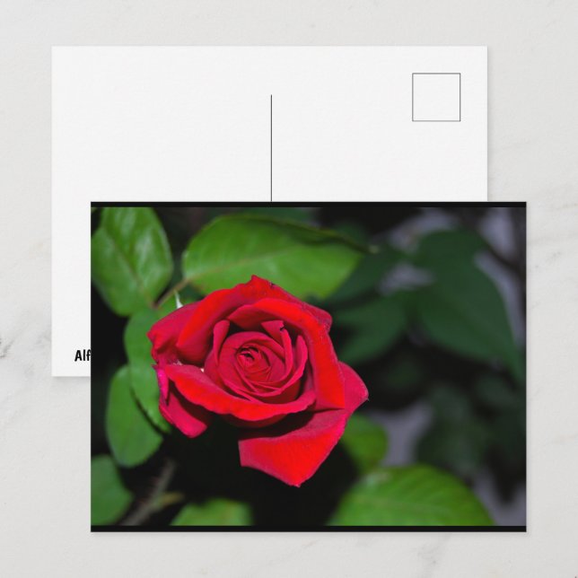 Postal Rosa Roja Carmesí (Anverso / Reverso)