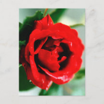 Rosa roja con gotas de salsa