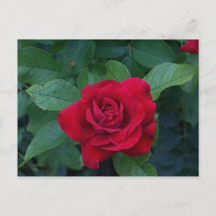 Postal Rosa Roja de Cerca